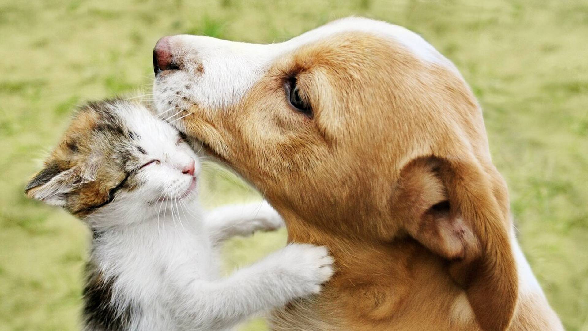 НЕВЕРОЯТНО СМЕШНЫЕ ЖИВОТНЫЕ! Без КОТА и ЖИЗНЬ не ТА! смотреть онлайн