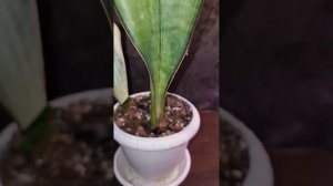 Сансевиерия Бруда (Sansevieria Bruda)