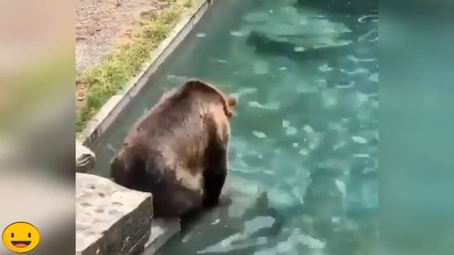 Смешные Медведи Новое Видео 2020 || Funny Bears New Videos 2020 смотреть онлайн