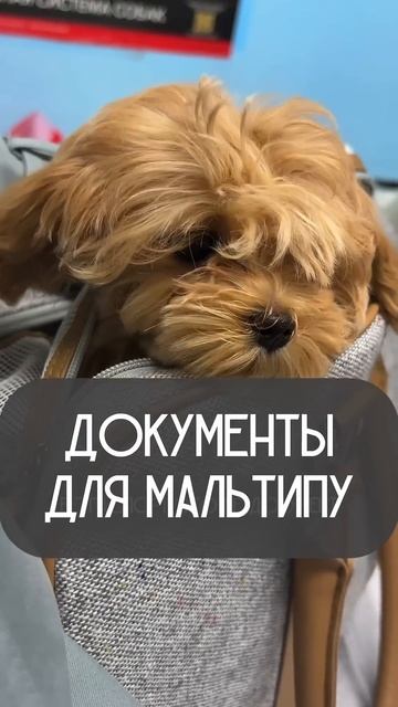 А у вашего мальтипу это есть? #мальтипу #мальтипумини