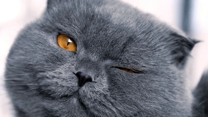 типы котиков на день влюблëных 😻
