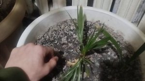 как выращивать финиковую пальму в большом горшке. сов?