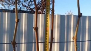 виноград "БАЙКОНУР"