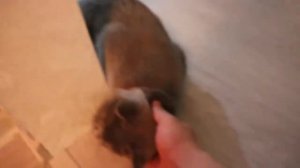 кот говорит ГАЛЯ