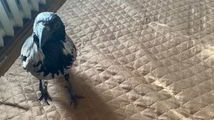 Серая ворона Каркуша