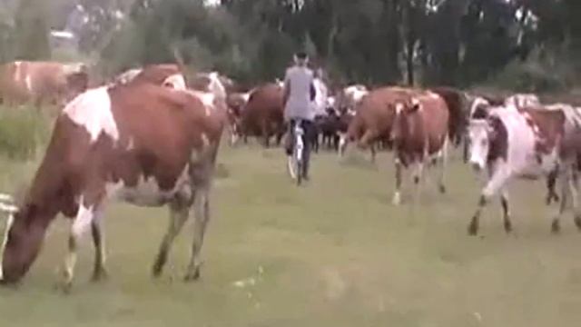 Архив. №96. Лагерь-стан идёт  в храм, на пути стадо.