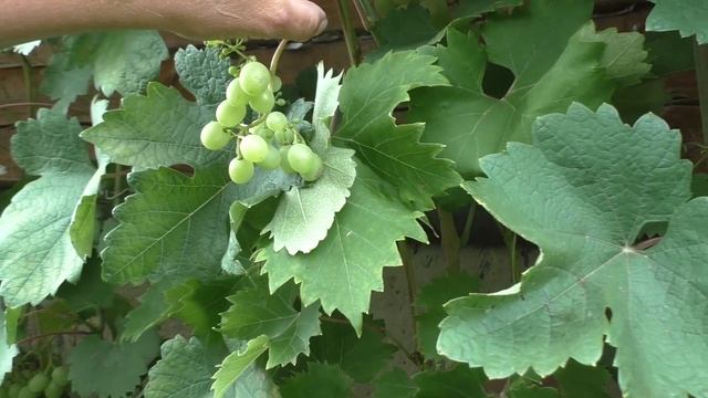 Русвен янтарный (Жемчуг Запорожский) Урожай 2024 смотреть онлайн