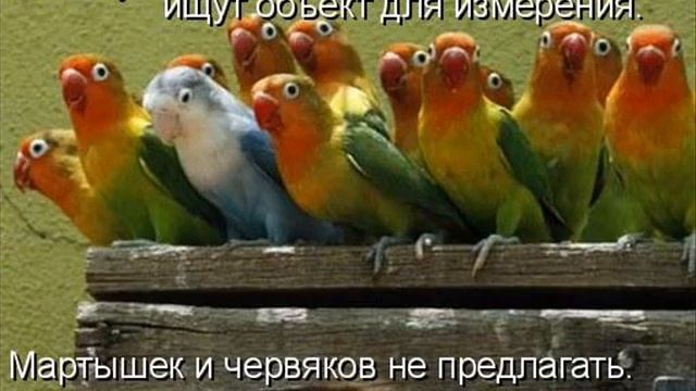 котоматрица - kotomatrix ru 2