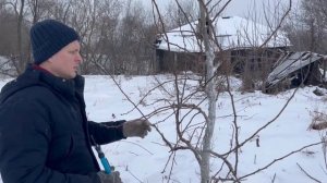 Весенняя обрезка груши (Веретено)