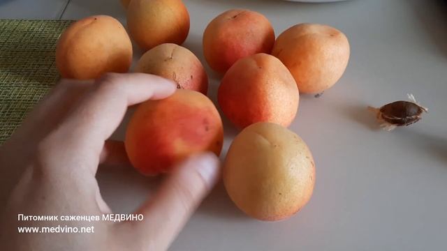 Абрикос Альфа смотреть онлайн