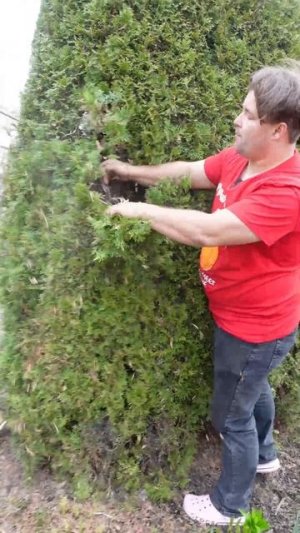 Что делать с хвойниками весной? 🌲