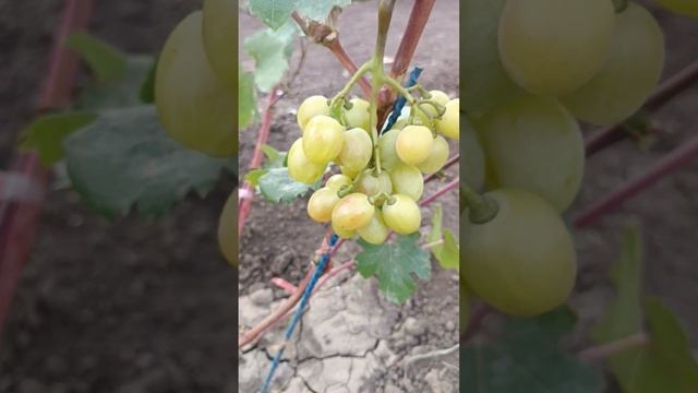 Виноград КУПИДОН, автор Щенников О. Н. смотреть онлайн