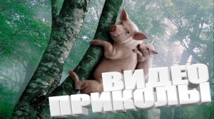 СМЕШНЫЕ ВИДЕОПРИКОЛЫ  Я РЖАЛ ДО СЛЕЗ  ОТБОРНЫE ПРИКОЛЫ Смешные видео Лучшие ПРИКОЛЫ 2025