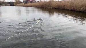 Новий пульт GPS 99 точок до китайського кораблика D12. Інс?