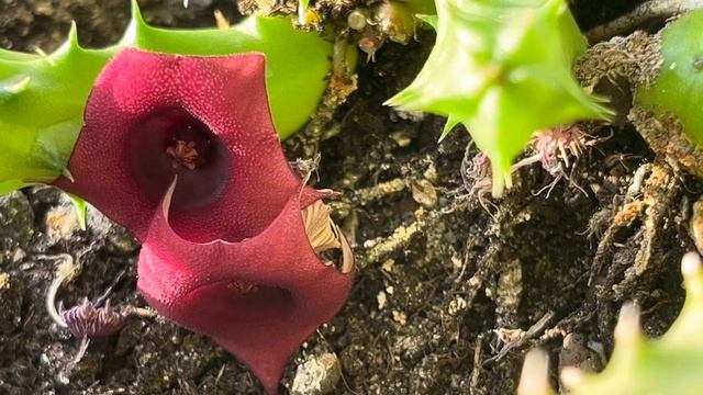 ГУЭРНИЯ ЦВЕТЁТ В НОЯБРЕ смотреть онлайн