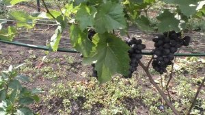 Виноград Краса Балок