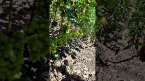 Виноград Г-ф Ладушка🍇
