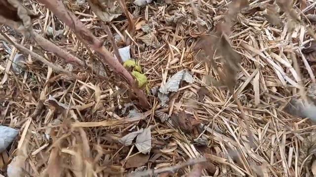 ЯК ОБРІЗАТИ МАЛИНУ? Проста схема для обрізки ремантан? смотреть онлайн