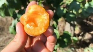 Абрикос Фарбелі. Apricot Farbeli. Якісний пізній сорт