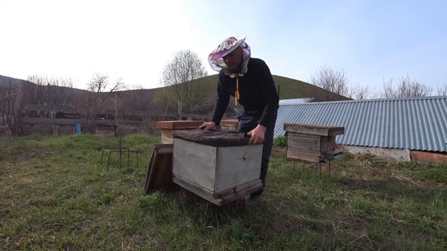 Пчелы, весенняя обработка. Чем лечить?? смотреть онлайн