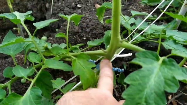 подвязка томатов ,винограда,малины и до. смотреть онлайн