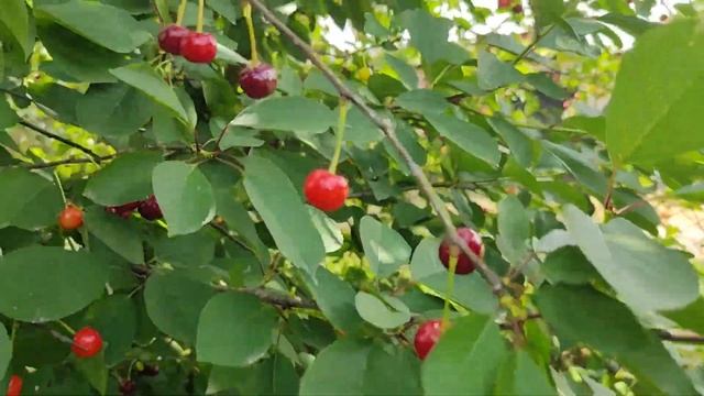 30.05.24г.Один день нашей жизни в Краснодарском крае.Перв? смотреть онлайн