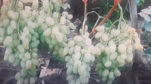 Лучший виноград для рынка и бизнеса, ранние и ранне - с?