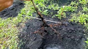 Сажаю два Саженца🍒🍒🍒 ВИШНИ Летом. Результат покажу