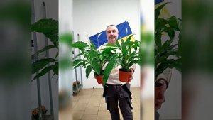 Крупноцветковый Спатифиллум Свит Сильвио, цена 350 гри?