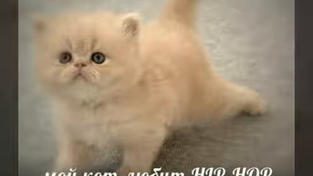 Мой кот любит хип-хоп