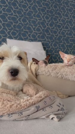 Хвостатые одобряют 😺