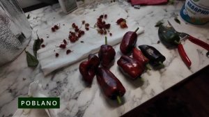 144 Домашние перцы и экспресс дегустация POBLANO 03.07.2024