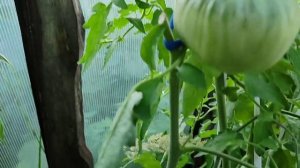 ранний и урожайный сорт томата🍅 /Косово/