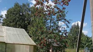 Рябина Ликёрная под Гатчиной