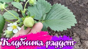 19-20.05.25 Не те розы купила. Огурцы сгнили. Что будет с перцами? Продолжаем посадки и пересадки)