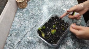 Почему черенки хризантемы не укореняются/Появилась п?