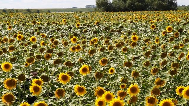 SEND GRACE - СЕРДЦЕ смотреть онлайн