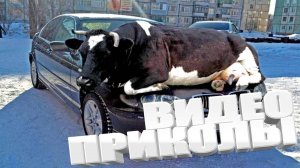 ЛУЧШИЕ ПРИКОЛЫ НА РЕАЛЬНЫХ СОБЫТИЯХ СМЕШНО ДО СЛЕЗ!