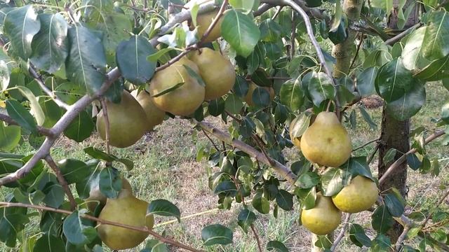 груша "Платоновская"- бриллиант среди осенних сортов г смотреть онлайн