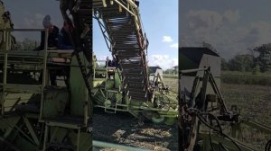 Сбор урожая картофеля в 2024 году.