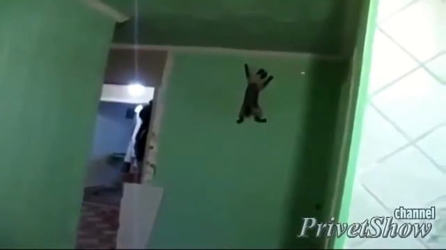 ФАВОРИТНЫЕ ПРИКОЛЫ ЭТО ПРАВДА смотреть онлайн