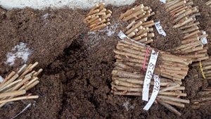 Зимнее укоренение черенков чёрной смородины обзор об?