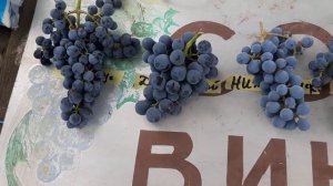 Лучшие технические сорта института им. Потапенко