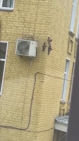 Бельчата на стене