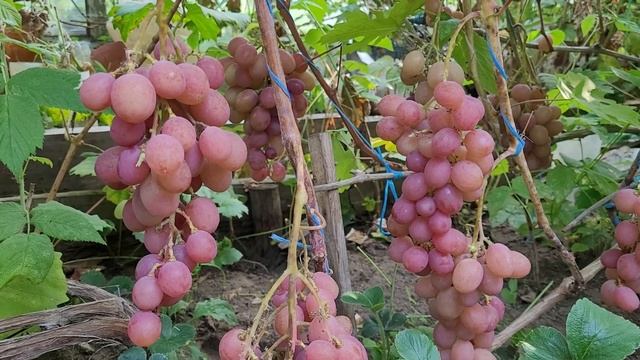 Гурман ранний. Обзор сорта. смотреть онлайн