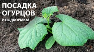 Отличная ПОДКОРМКА ОГУРЦОВ при высадке в грунт!