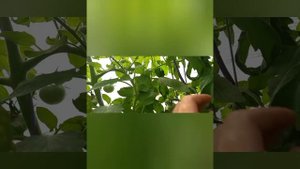 Обзор томата-минусинский перчик розовый 1.08.24г.