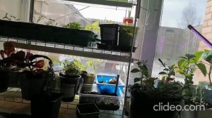 Томат Катя F1.Томат от всходов до сбора урожая.