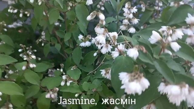 Polyantha rose jasmine and funny dog. Поліантова троянда жасмін  та ве
