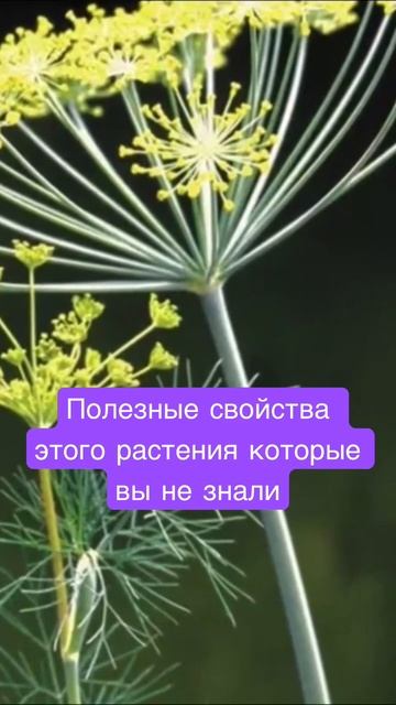 Растение которое лечит многие болезни… #здоровье #сем смотреть онлайн